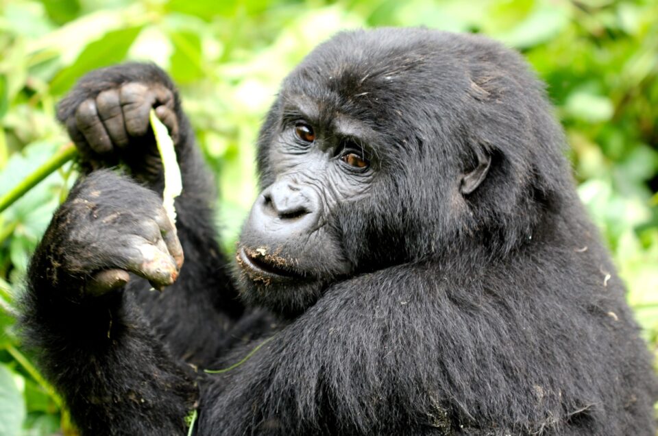 Gorillas in Uganda .