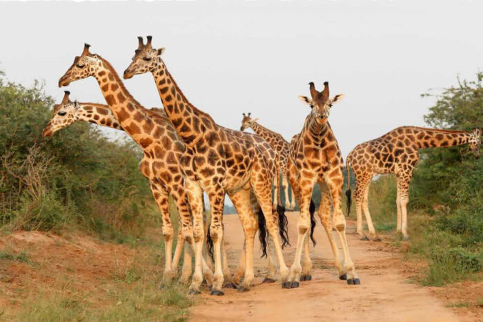 10 Days Uganda Wildlife Safari